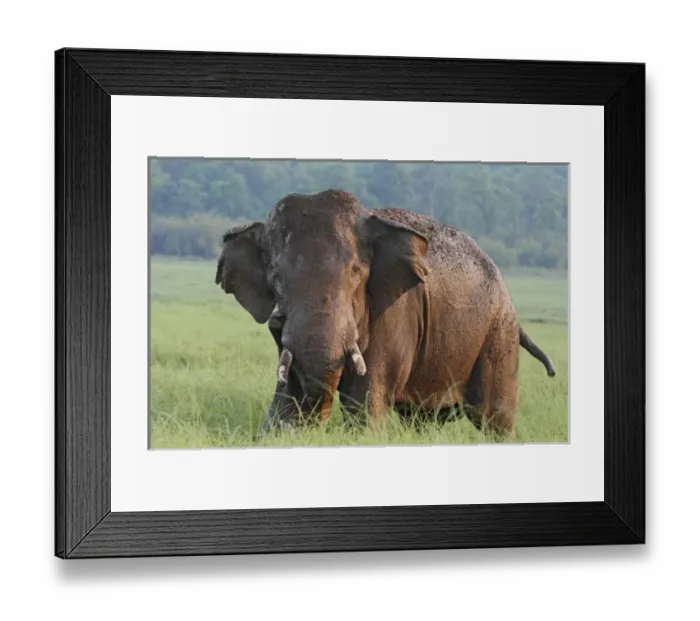Framed Print : Asia, India Framed Print : Asia, India