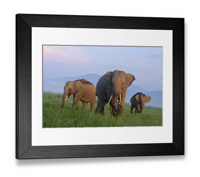 Framed Print : Indian Elephants in the grassland, Corbett National Park, India Framed Print : Indian Elephants in the grassland, Corbett National Park, India