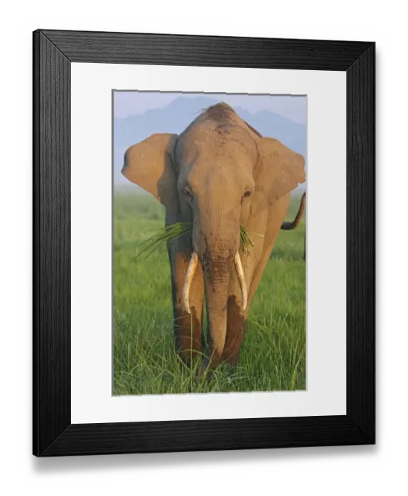 Framed Print : Asia, India Framed Print : Asia, India