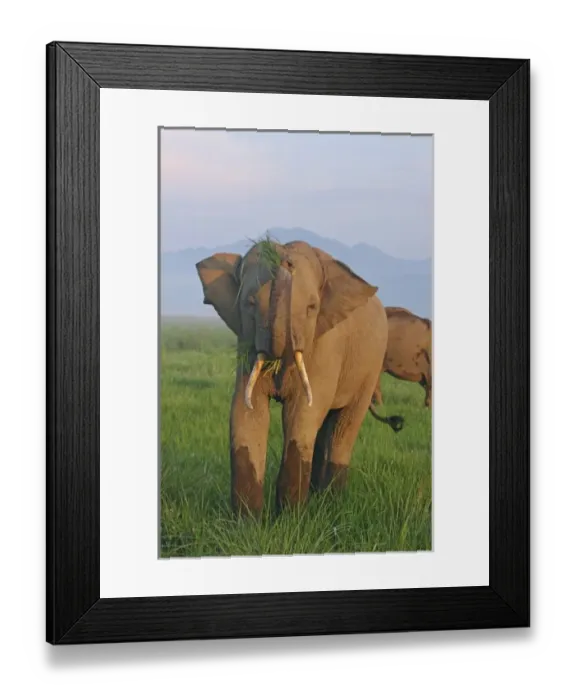 Framed Print : Indian Elephant displaying the grass, Corbett National Park, India Framed Print : Indian Elephant displaying the grass, Corbett National Park, India