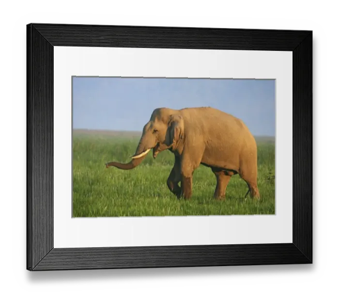 Framed Print : Asia, India Framed Print : Asia, India