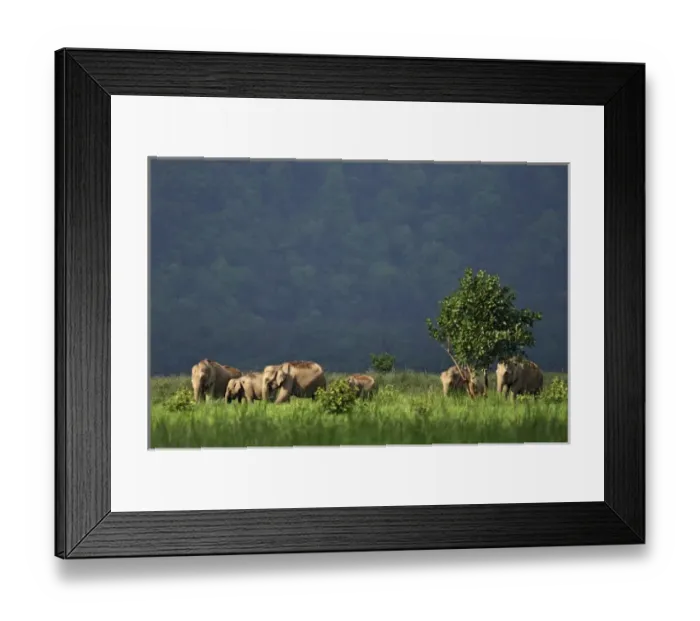 Framed Print : Asia, India Framed Print : Asia, India