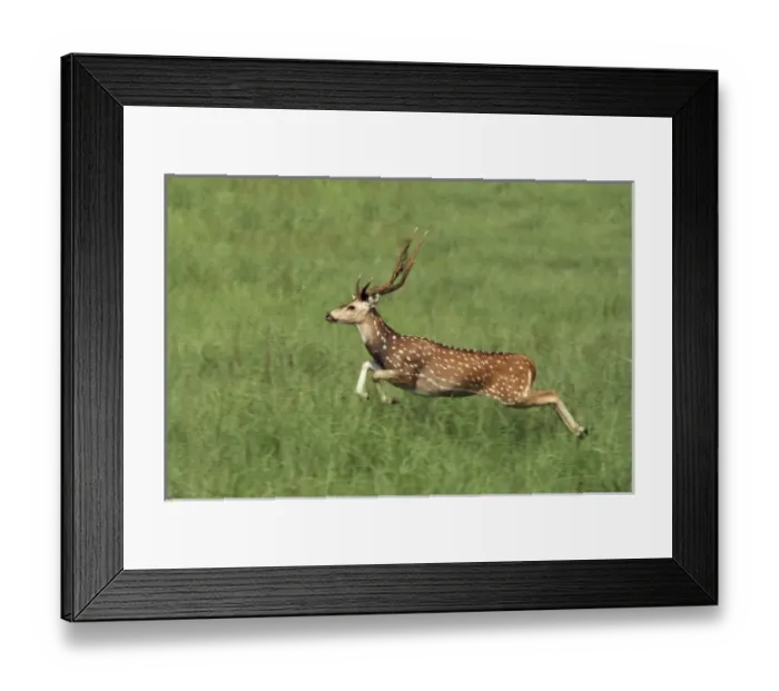 Framed Print : Leaping Chital Stag, Corbett National Park, India Framed Print : Leaping Chital Stag, Corbett National Park, India