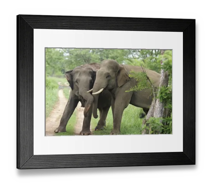 Framed Print : Asia, India Framed Print : Asia, India