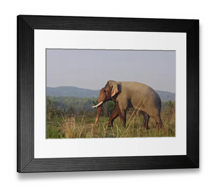 Framed Print : Double-masth Indian Elephant, Corbett National Park, India