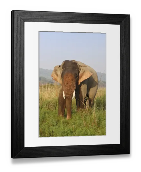 Framed Print : Asia, India