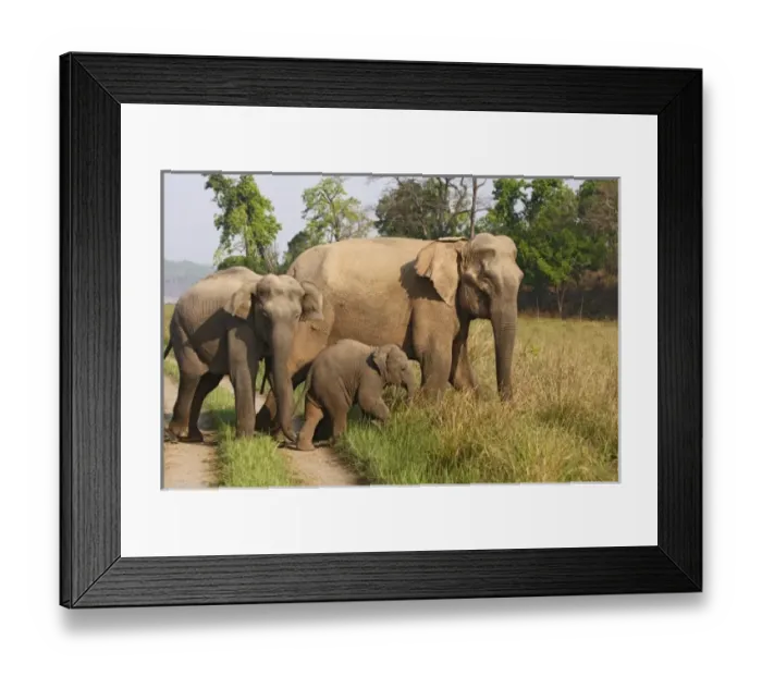 Framed Print : Asia, India