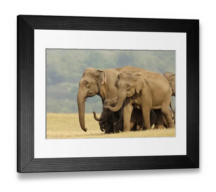 Framed Print : Asia, India Framed Print : Asia, India