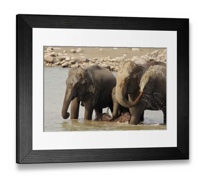 Framed Print : Asia, India Framed Print : Asia, India