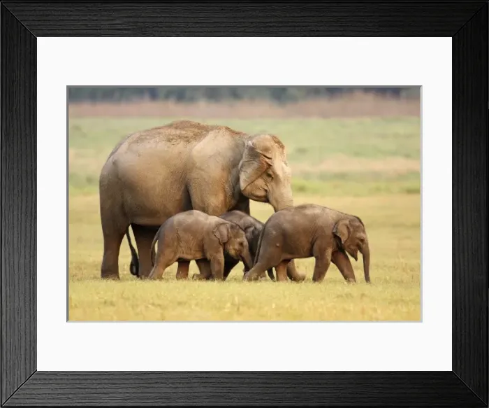Framed Print : Asia, India Framed Print : Asia, India