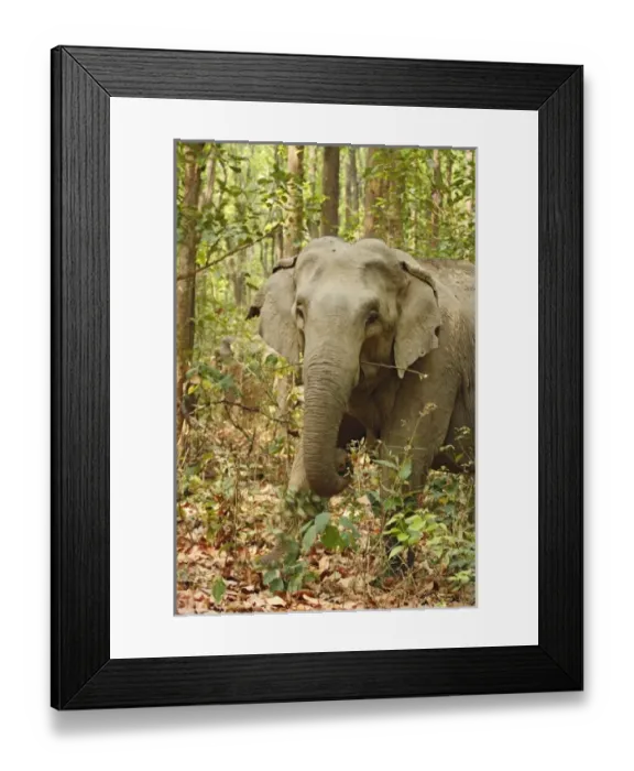 Framed Print : Asia, India
