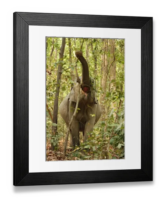 Framed Print : Asia, India
