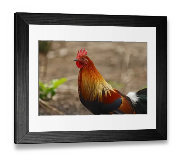 Framed Print : Red Jungle Fowl - a close up, Corbett National Park, India Framed Print : Red Jungle Fowl - a close up, Corbett National Park, India