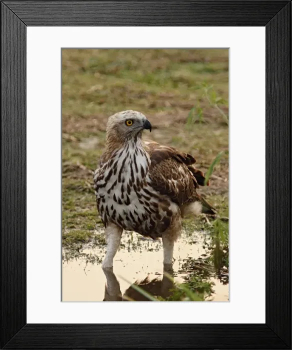Framed Print : Asia, India