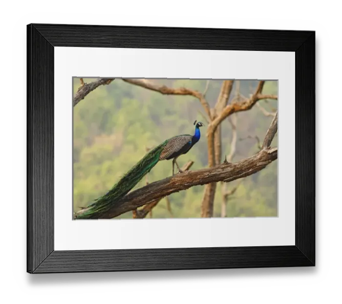 Framed Print : Asia, India Framed Print : Asia, India