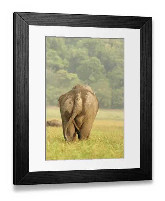 Framed Print : Asia, India Framed Print : Asia, India