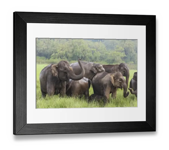 Framed Print : Unknown. Indian Elephants catching the scent,. Corbett National Park, India Framed Print : Unknown. Indian Elephants catching the scent,. Corbett National Park, India