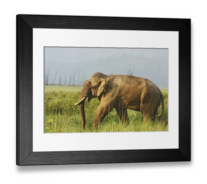 Framed Print : Asia, India Framed Print : Asia, India