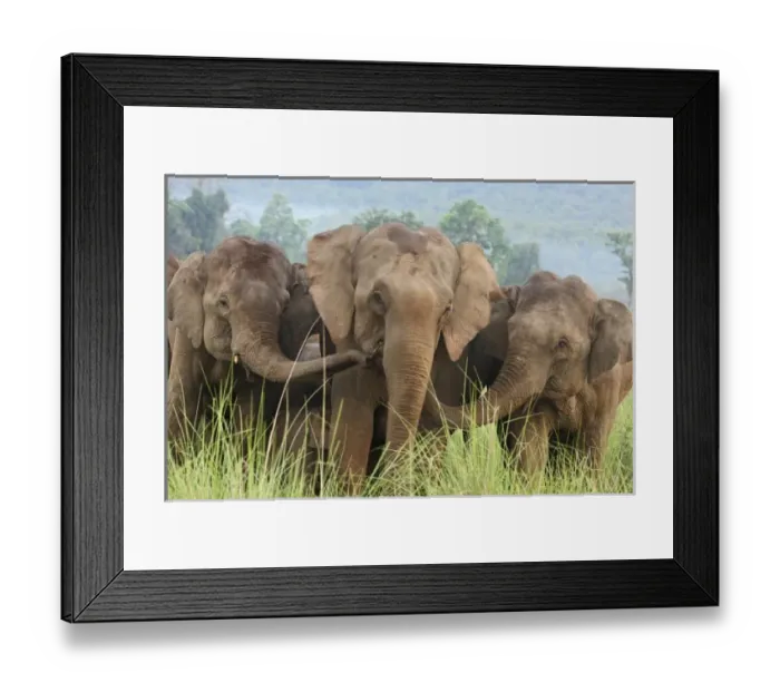 Framed Print : Asia, India Framed Print : Asia, India