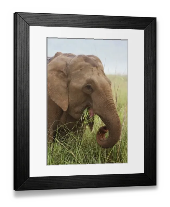 Framed Print : Asia, India Framed Print : Asia, India