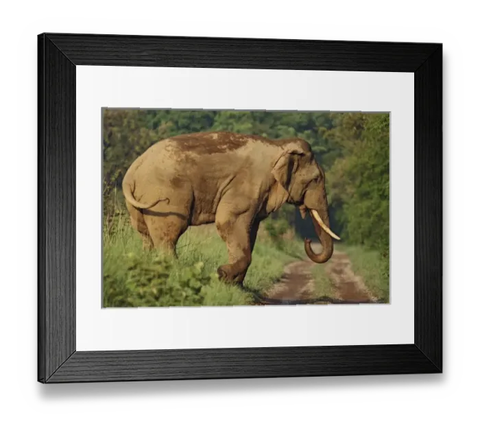 Framed Print : Asia, India Framed Print : Asia, India