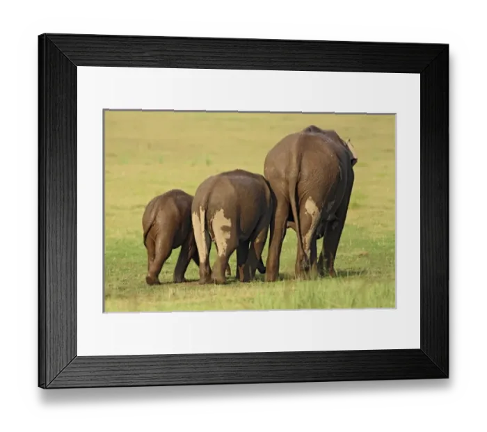 Framed Print : Asia, India Framed Print : Asia, India
