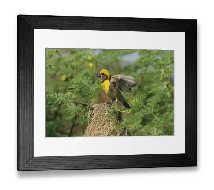 Framed Print : Asia, India Framed Print : Asia, India