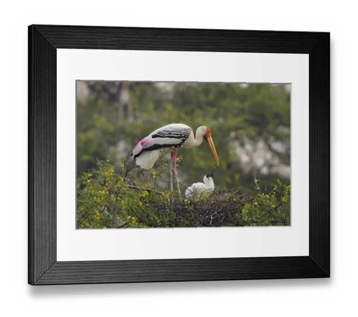 Framed Print : Asia, India