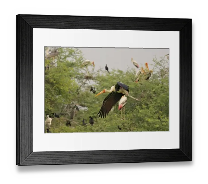 Framed Print : Asia, India Framed Print : Asia, India