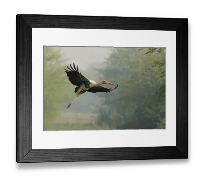 Framed Print : Asia, India