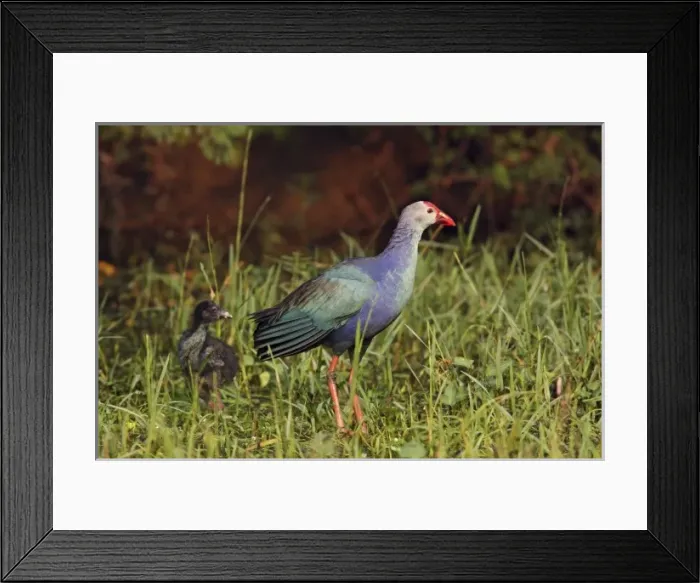Framed Print : Asia, India