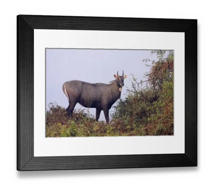 Framed Print : Bluebull Stag, Keoladeo National Park, India