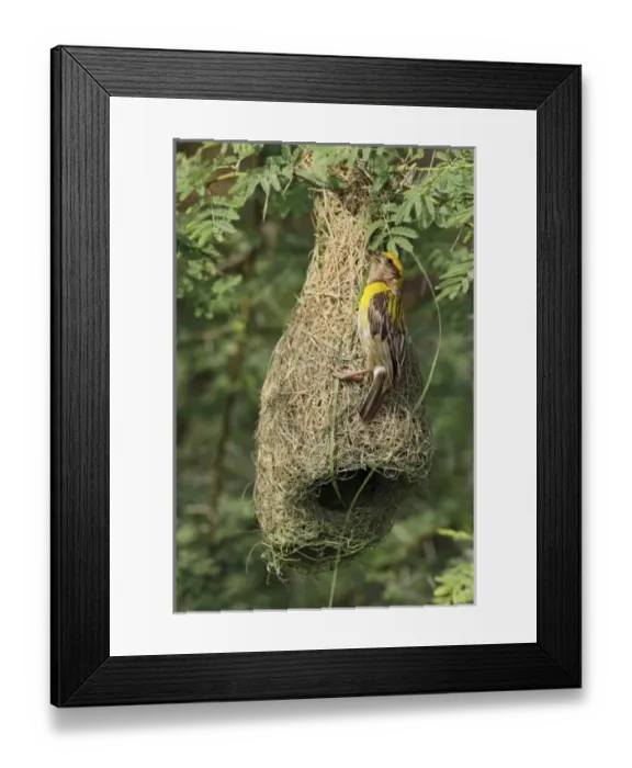 Framed Print : Asia, India Framed Print : Asia, India