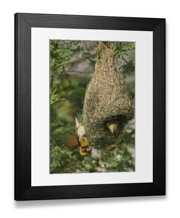 Framed Print : Asia, India Framed Print : Asia, India