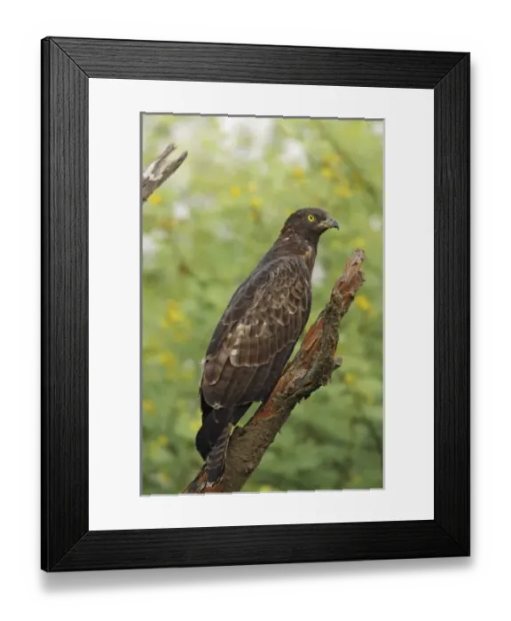 Framed Print : Asia, India Framed Print : Asia, India