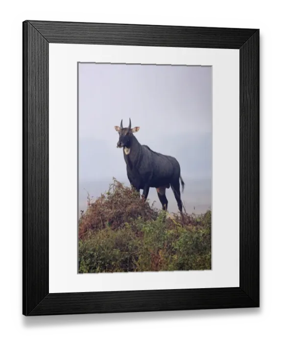 Framed Print : Bluebull Stag, Keoladeo National Park, India Framed Print : Bluebull Stag, Keoladeo National Park, India