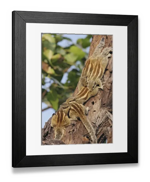 Framed Print : Asia, India Framed Print : Asia, India