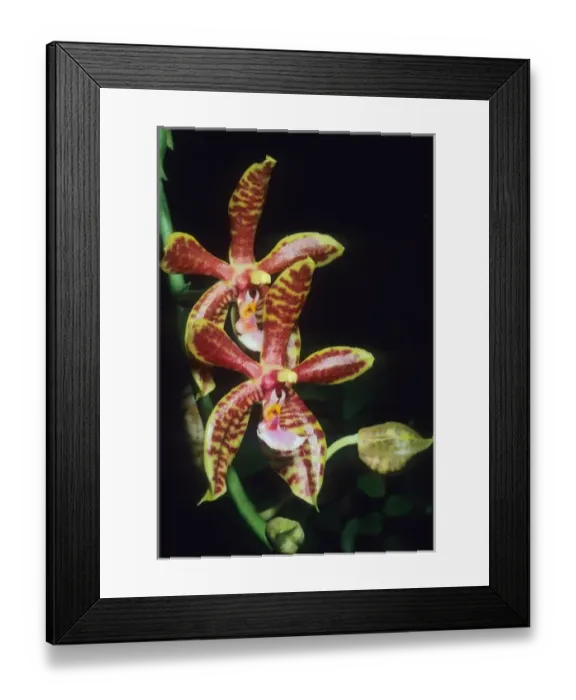 Framed Print : Orchid, (Phalaenopsis mannii), India Framed Print : Orchid, (Phalaenopsis mannii), India