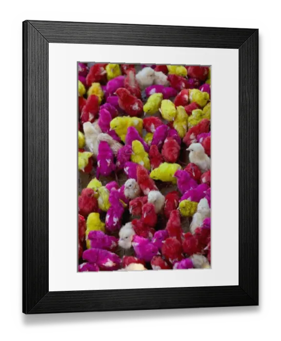 Framed Print : Little chicks painted with holy color, Orissa, India Framed Print : Little chicks painted with holy color, Orissa, India