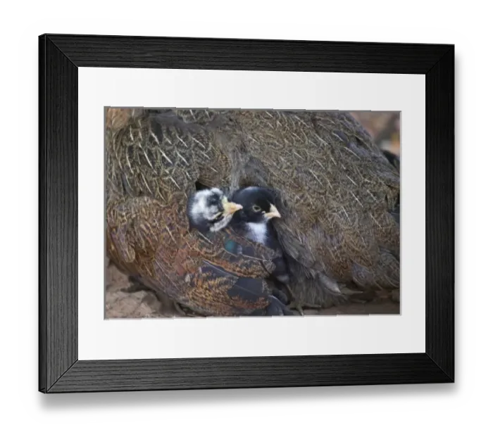 Framed Print : Mother hen guarding two little chicks, Orissa, India Framed Print : Mother hen guarding two little chicks, Orissa, India
