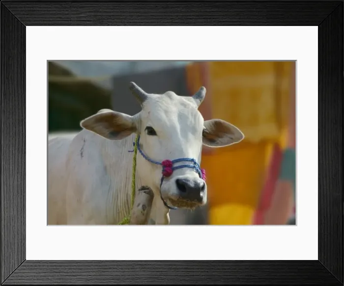 Framed Print : White cows in the village, Kansamari area, Orissa, India Framed Print : White cows in the village, Kansamari area, Orissa, India