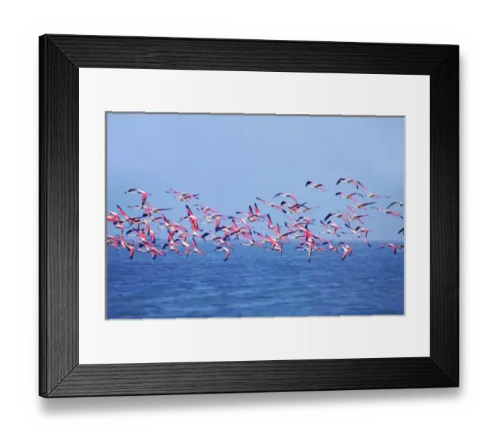 Framed Print : Lesser Flamingos (Phoeniconaias minor) on Lake Chilka, Barkul, Orissa Framed Print : Lesser Flamingos (Phoeniconaias minor) on Lake Chilka, Barkul, Orissa