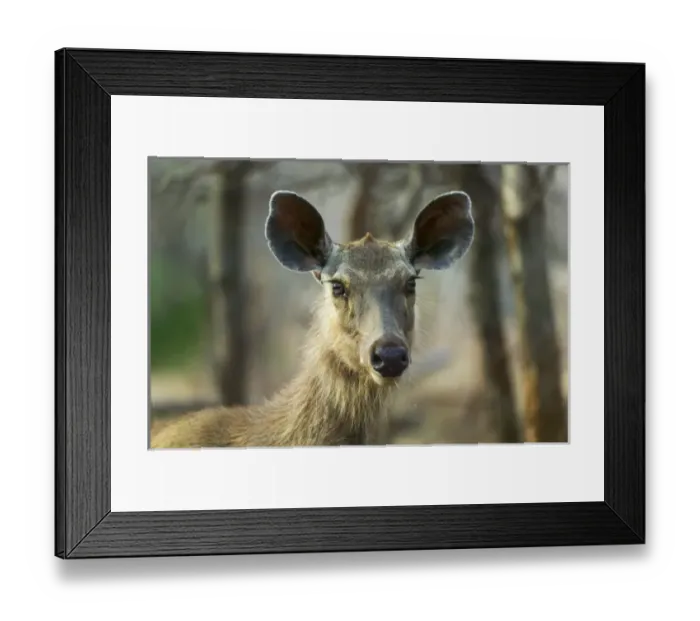 Framed Print : Asia, India Framed Print : Asia, India