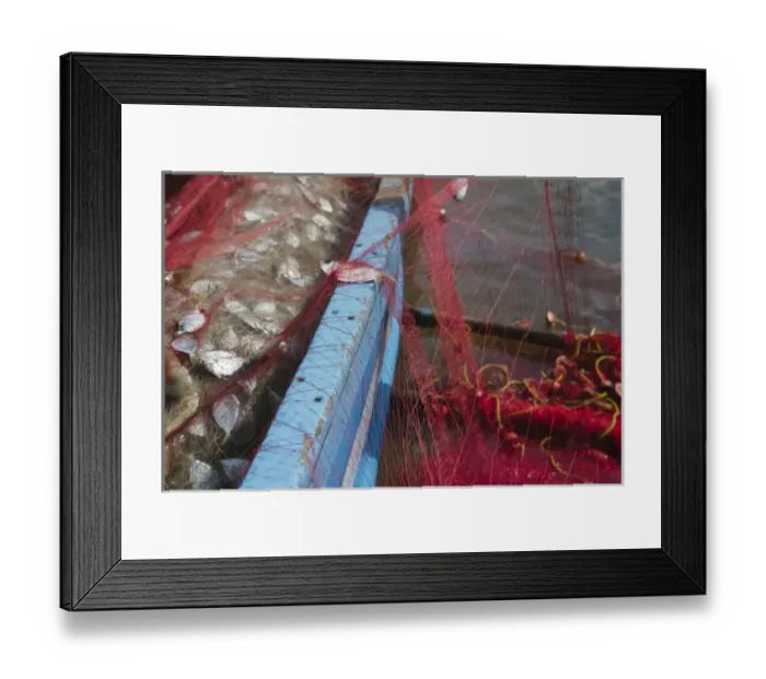 Framed Print : Fisherman harvesting fish on the beach, Goa, India