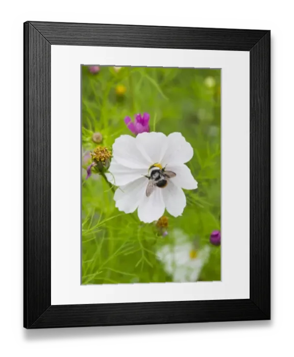 Framed Print : Flowers on the meadow, Ladakh, India