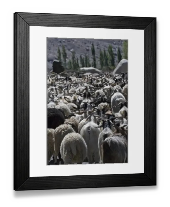 Framed Print : Herding sheep in the Karakorum, Nubra, Ladakh, India Framed Print : Herding sheep in the Karakorum, Nubra, Ladakh, India