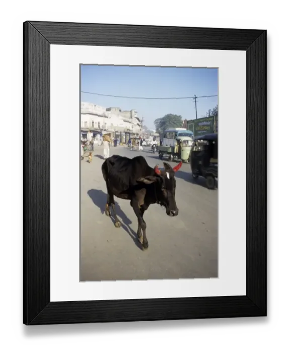 Framed Print : Asia, India Framed Print : Asia, India