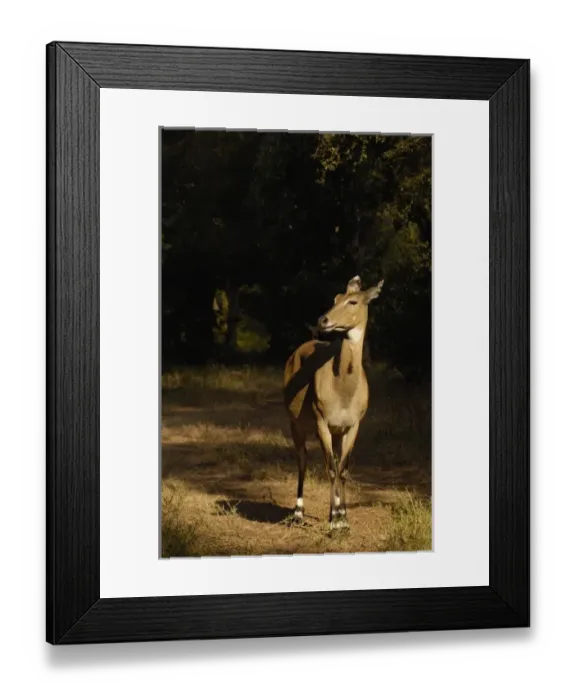 Framed Print : Asia, India