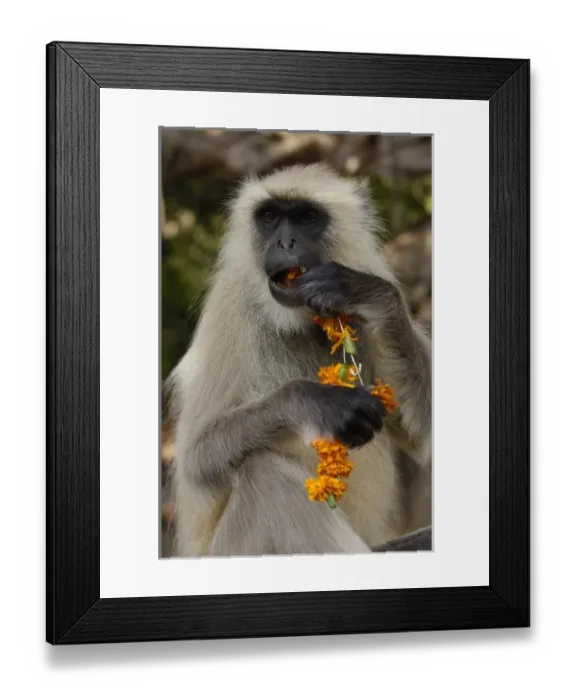 Framed Print : Hanuman Langur or Black-faced, Common or Grey Langur (Presbytis entellus) Ranthambhore Framed Print : Hanuman Langur or Black-faced, Common or Grey Langur (Presbytis entellus) Ranthambhore