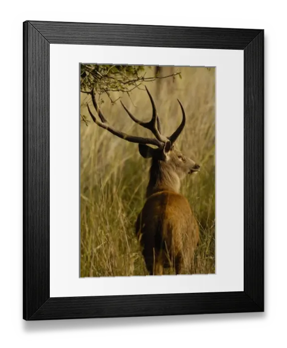 Framed Print : Asia, India